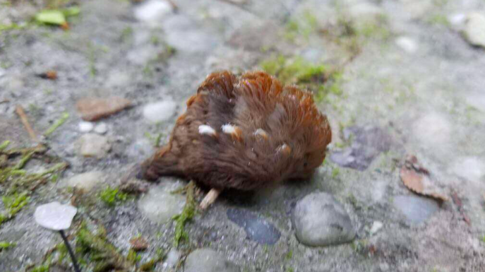 The puss caterpillar that stung Crystal Gaston in New Kent